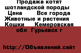 Продажа котят шотландской породы › Цена ­ - - Все города Животные и растения » Кошки   . Кемеровская обл.,Гурьевск г.